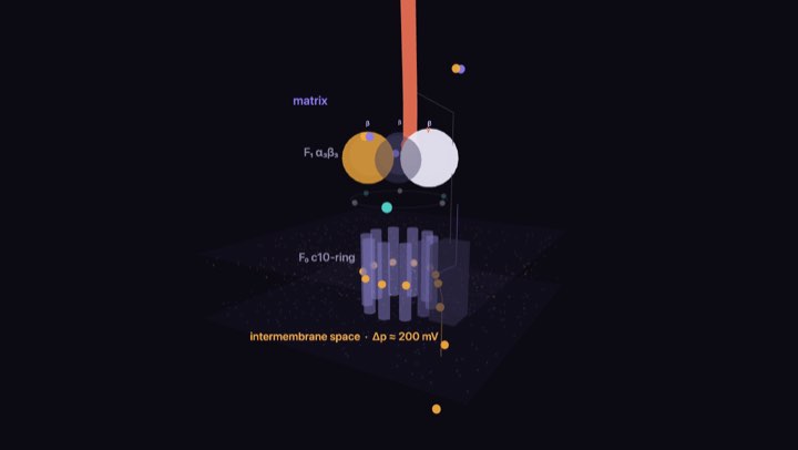 From photon to ATP simulation
