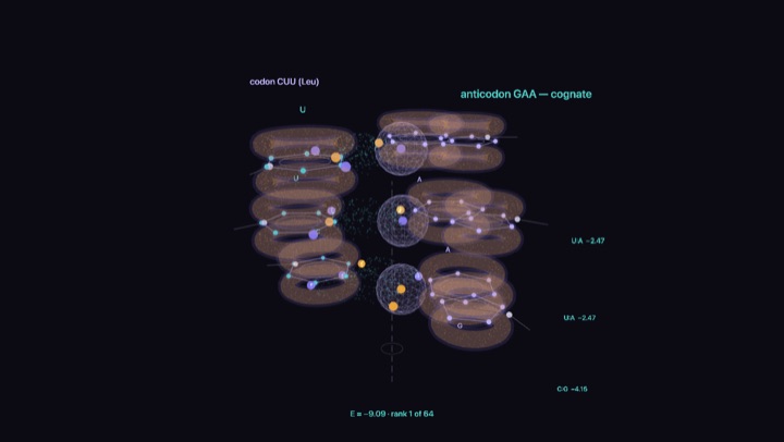 The codon in the substrate simulation