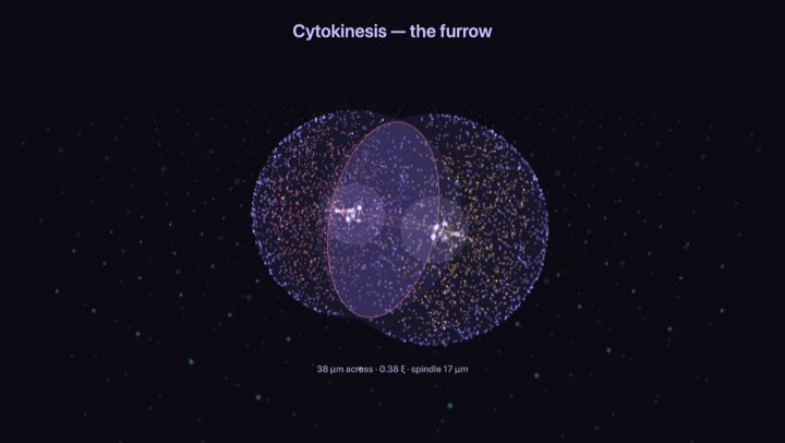 Cell division in the substrate simulation